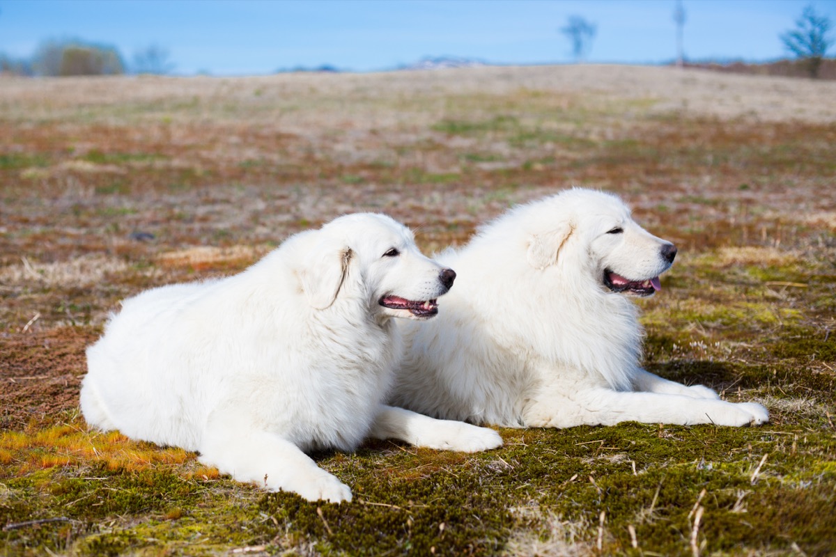 Razze-cani-grandi-6.jpg