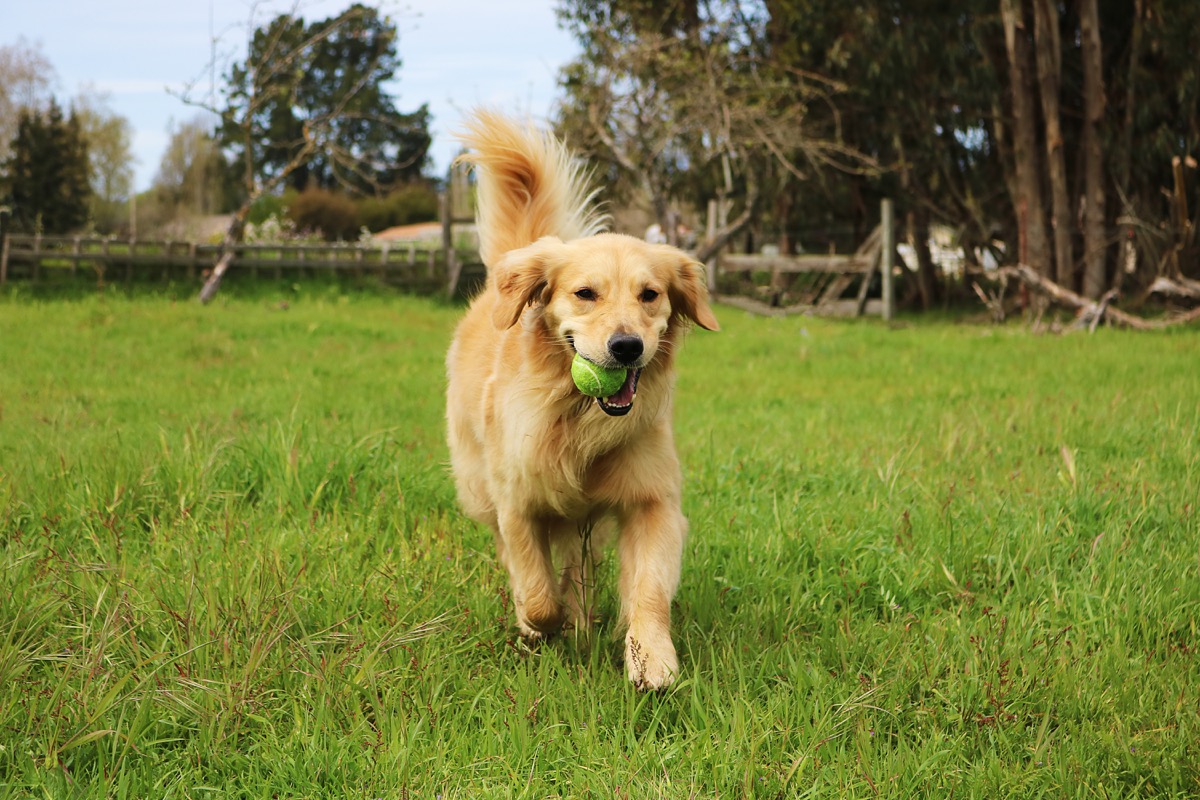 Razze-cani-grandi-7.jpg