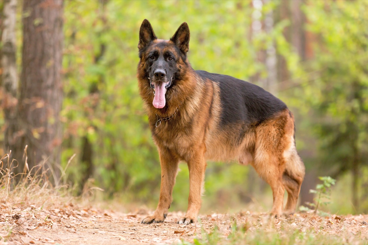 Razze-cani-grandi-8.jpg