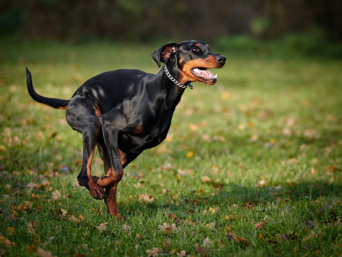 Razze-cani-grandi-9.jpg