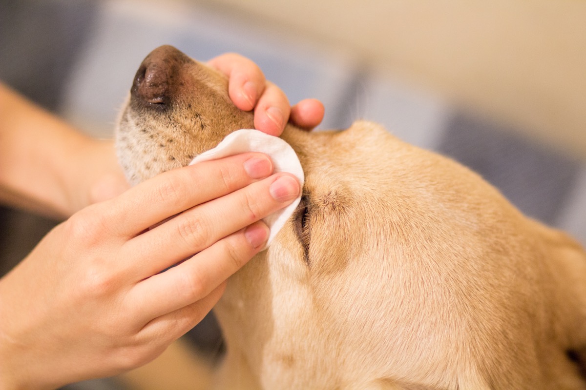 Pulizia degli occhi del cane: come farla in modo delicato ma efficace