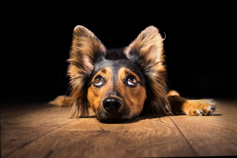 Orecchie del cane: le diverse posizioni cosa ci dicono