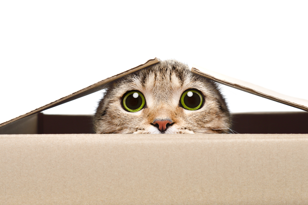 Giochi per gatti fai da te: 2 idee con materiale di riciclo