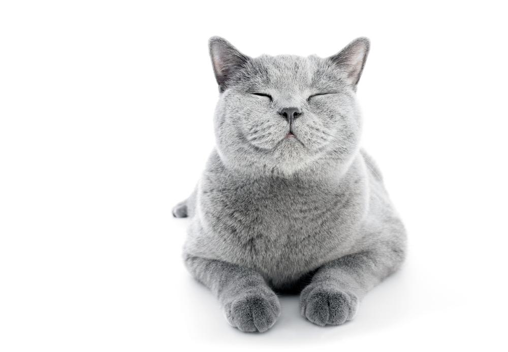 I gatti dei cartoni animati: 6 produzioni da vedere almeno una volta nella vita