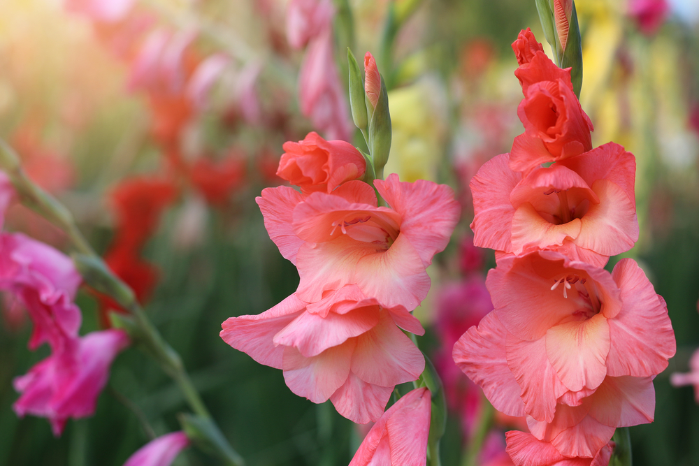 Come coltivare i gladioli: 11 consigli utili