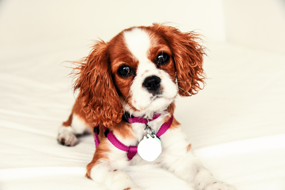Come fare una medaglietta per cani personalizzata