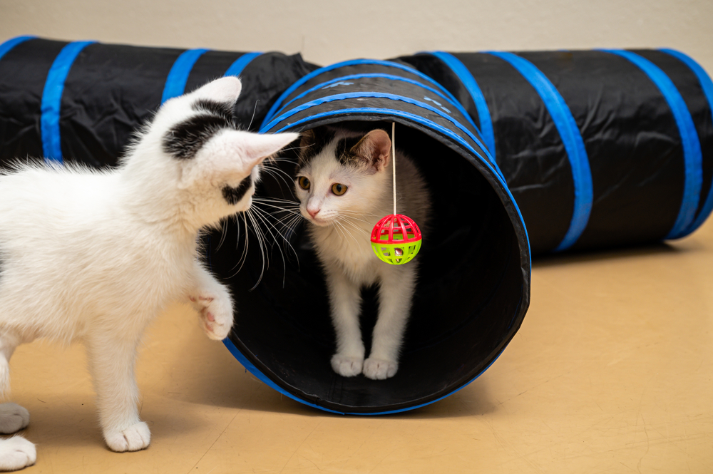 Tunnel per gatti: come realizzarlo col fai da te