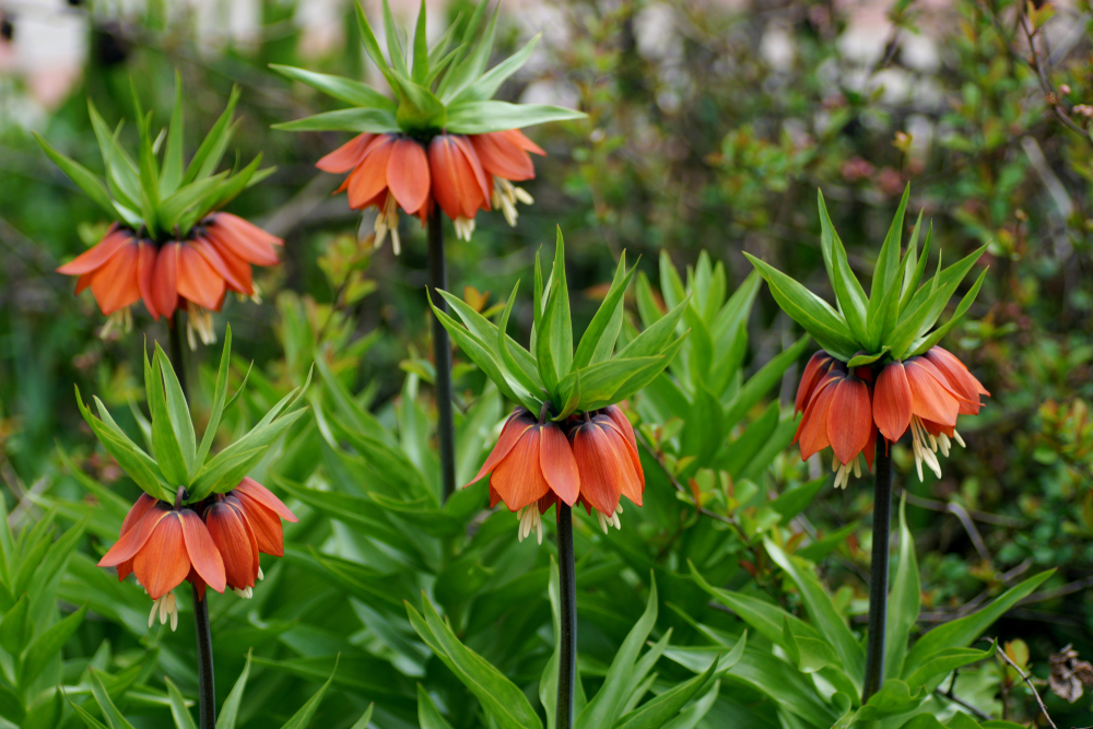 Come coltivare la fritillaria: 9 consigli utili