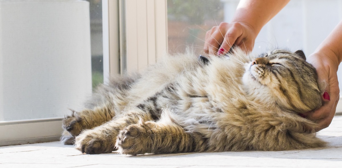 Gatto che vomita pelo di frequente: le cause e cosa fare