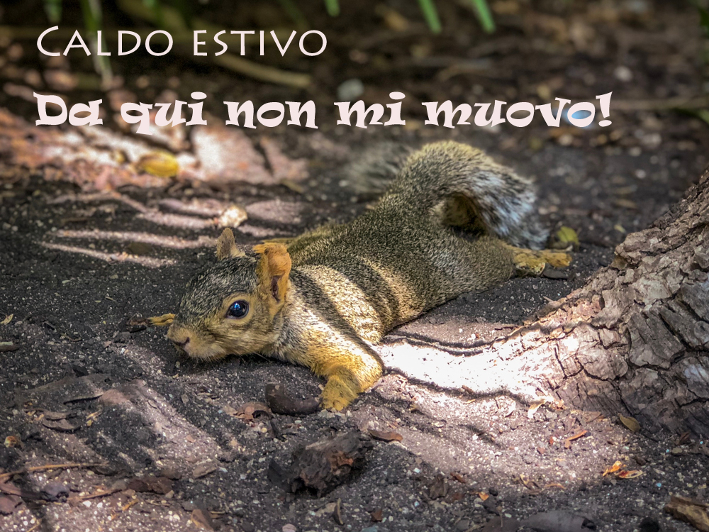 immagini-divertenti-caldo-estivo-8.jpg