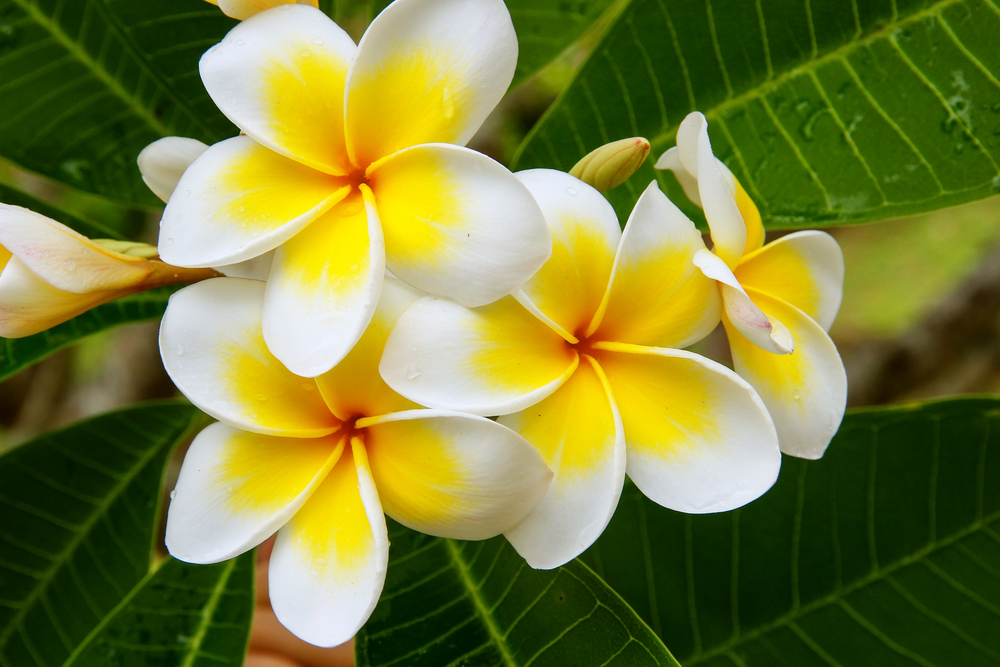 Coltivare la plumeria: 7 consigli utili per lo splendido frangipane