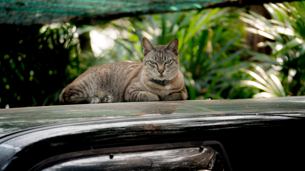 Come allontanare i gatti dall'auto: i rimedi da provare