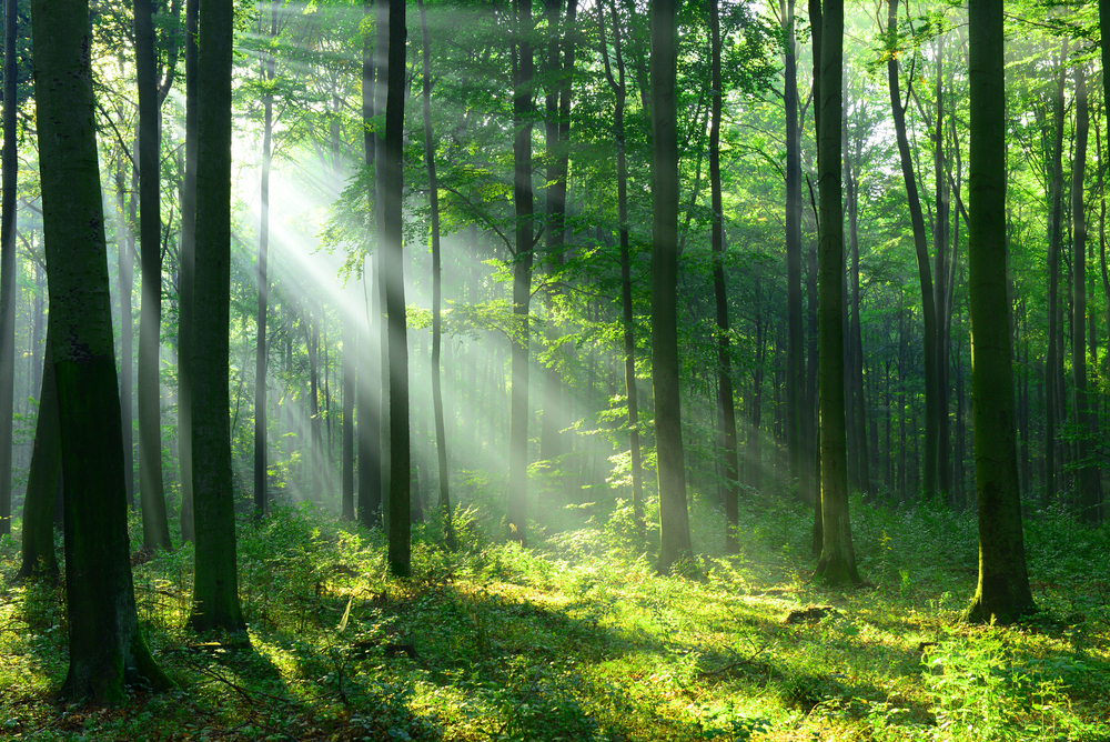 Frasi sugli alberi: le citazioni più belle da leggere assolutamente