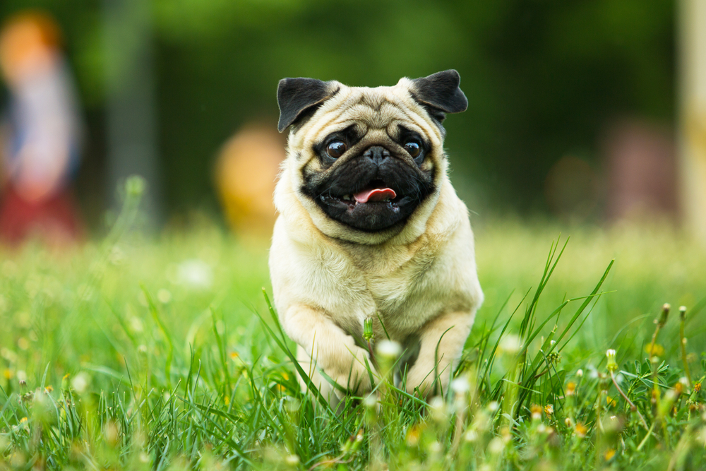 Cani piccoli e toy: 8 cose da sapere prima di accoglierli in casa
