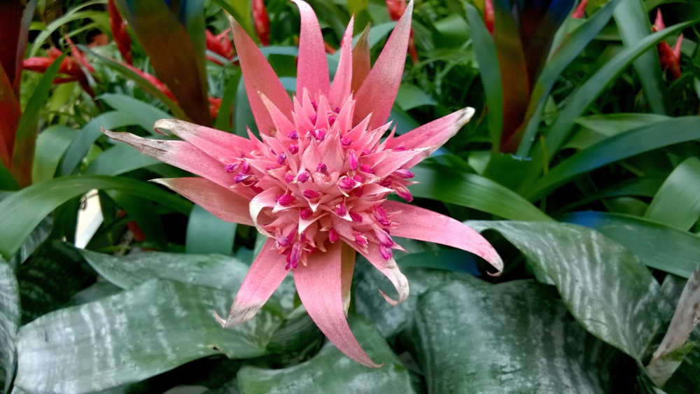piante-interno-fiori-aechmea.jpg