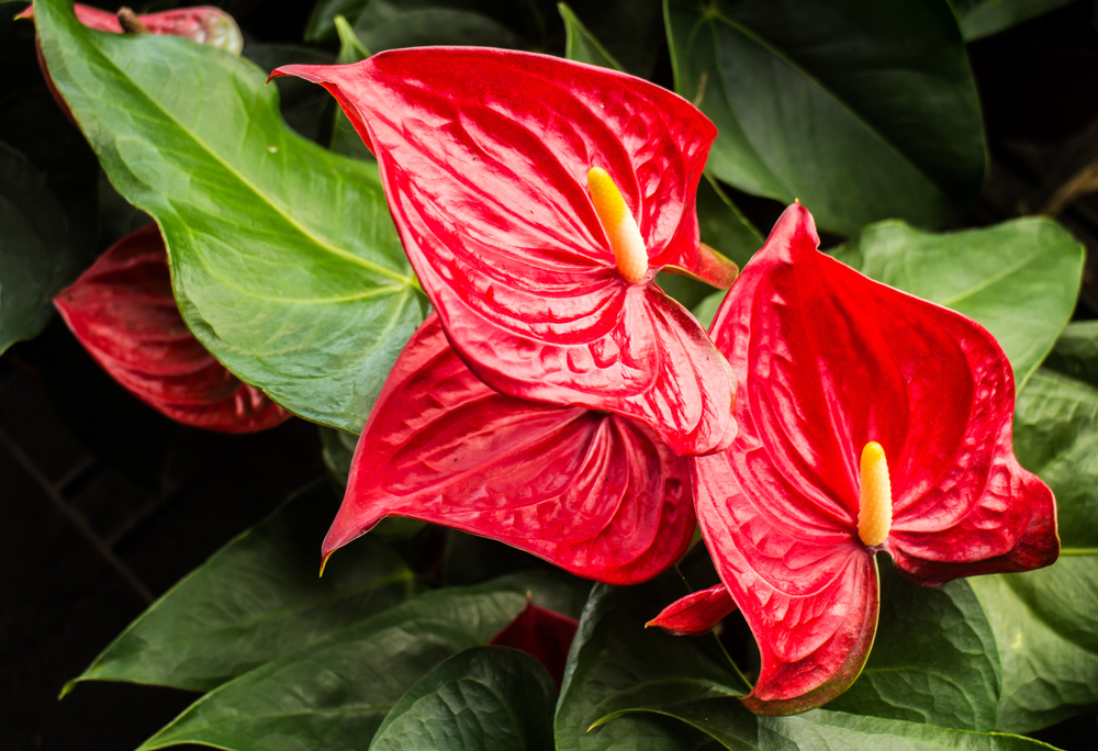 piante-interno-fiori-anthurium.jpg