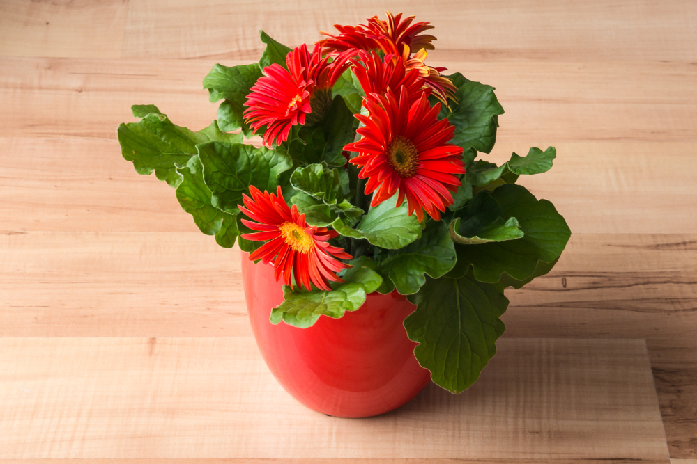 piante-interno-fiori-gerbera.jpg