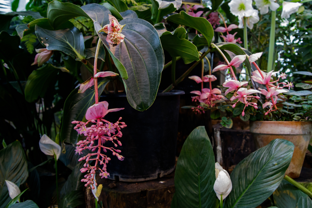piante-interno-fiori-medinilla.jpg