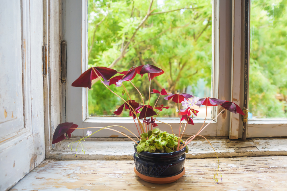 piante-interno-fiori-oxalis.jpg