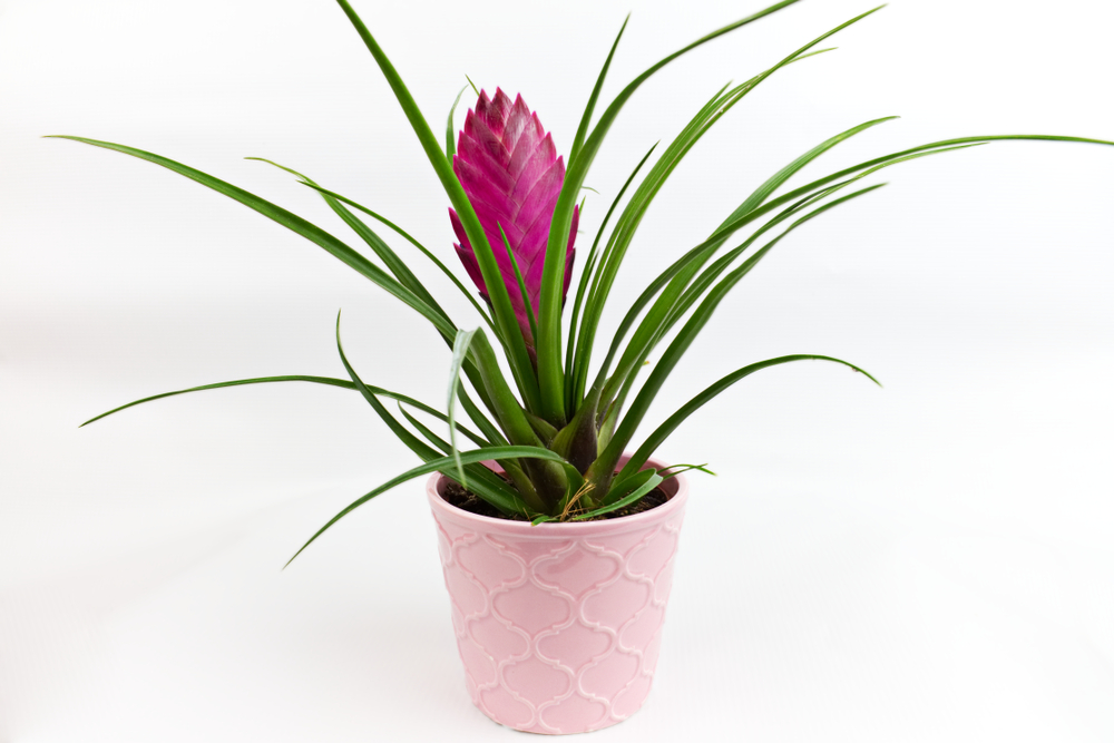 piante-interno-fiori-tillandsia.jpg