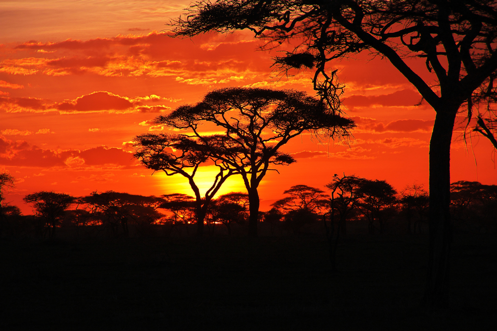 tramonti-bellissimi-serengeti-africa.jpg