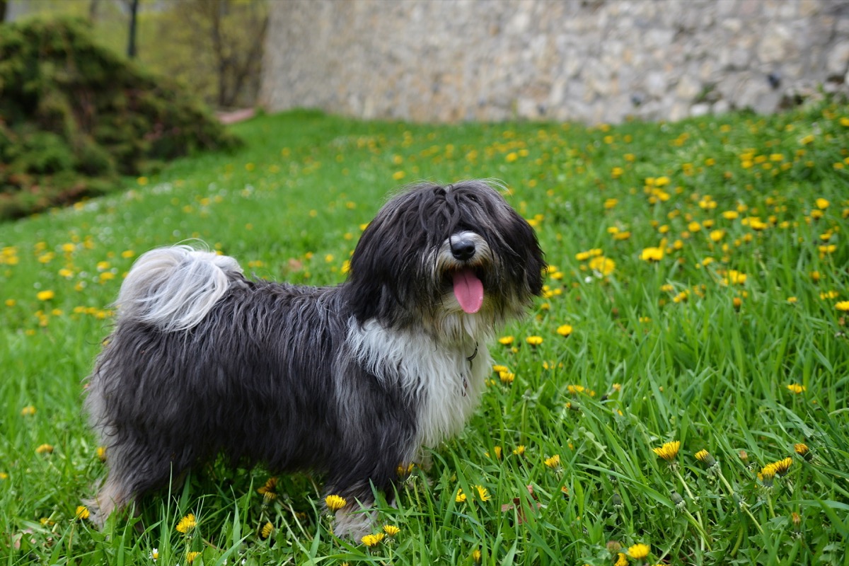 Cani che non perdono pelo: le razze di taglia piccola e grande