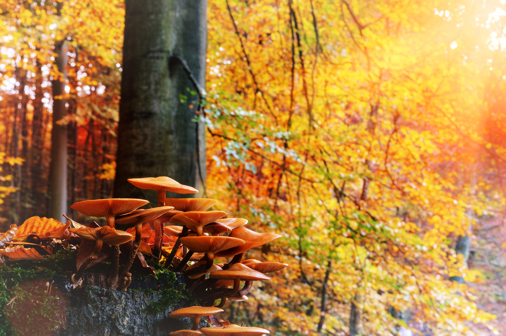 sfondi-autunno-desktop-11.jpg