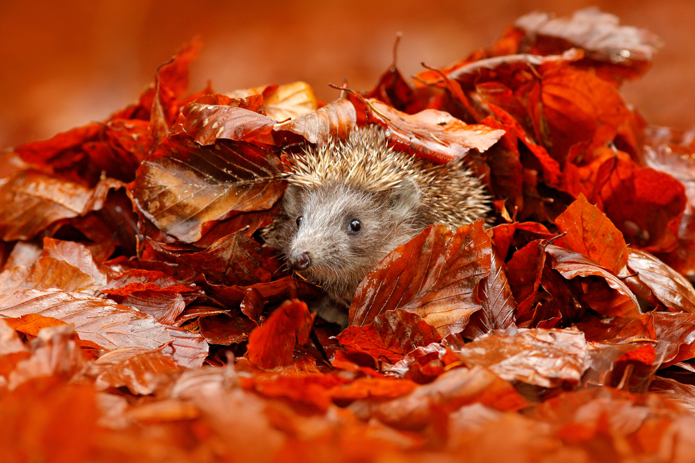 sfondi-autunno-desktop-13.jpg