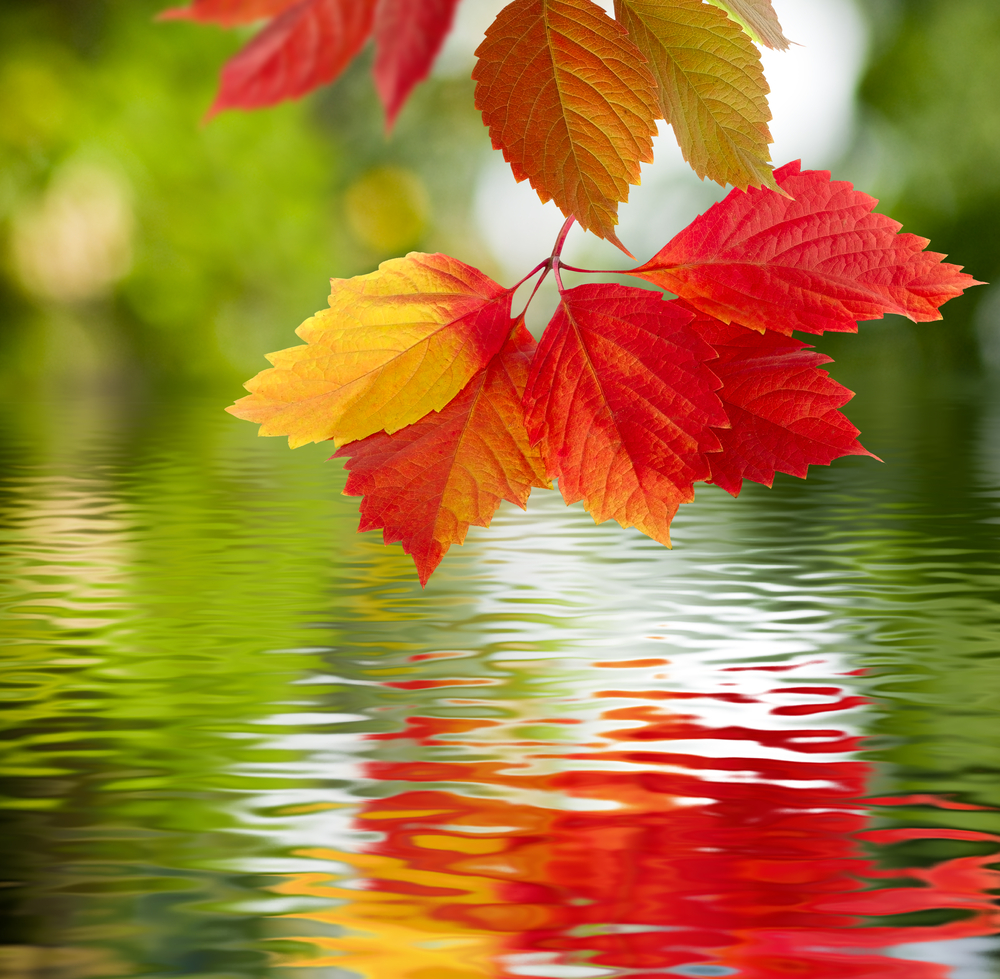 sfondi-autunno-desktop-4.jpg