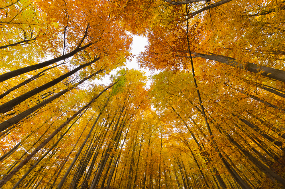 sfondi-autunno-desktop-6.jpg