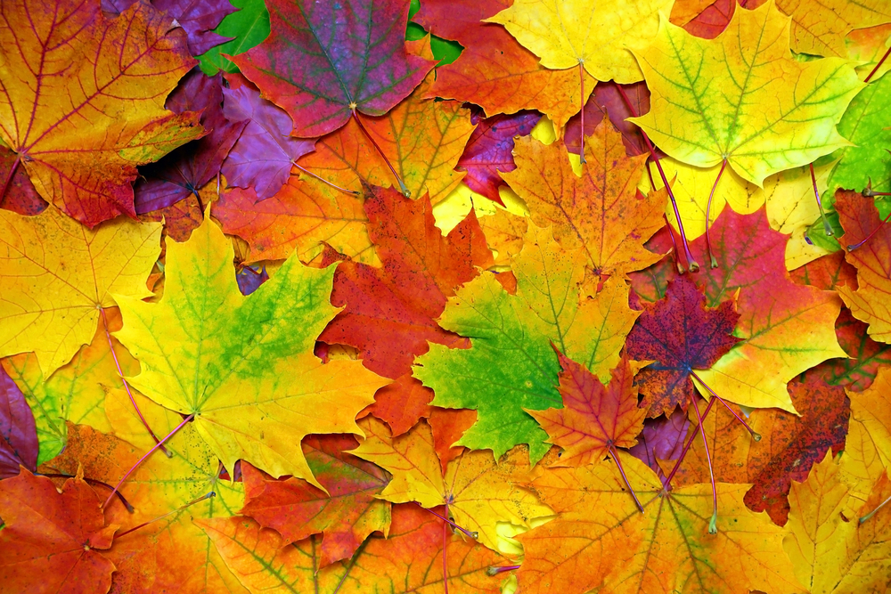 sfondi-autunno-desktop-7.jpg