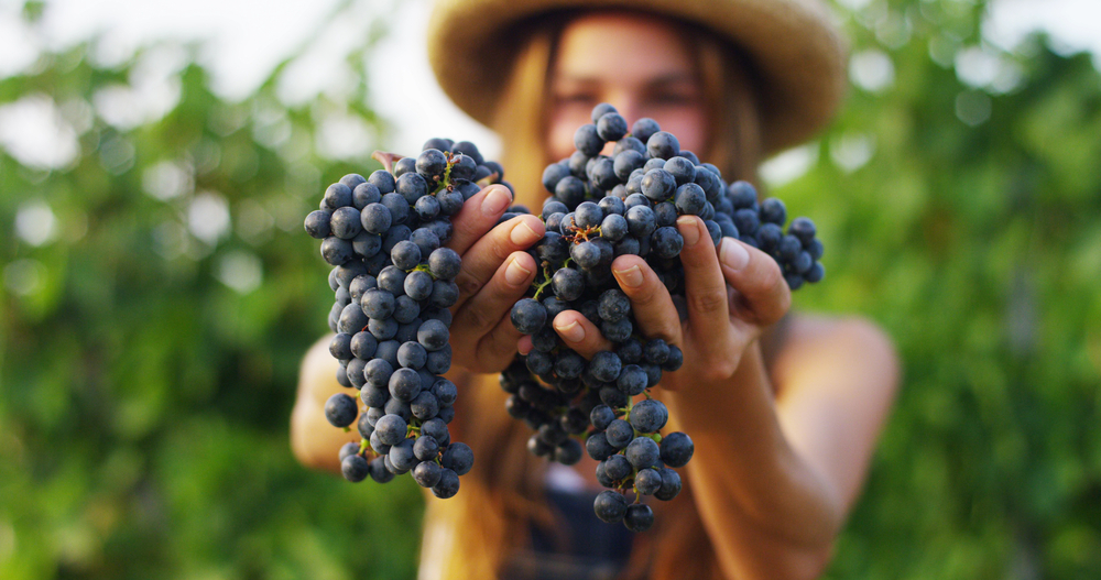 Le più belle frasi e citazioni sulla vendemmia
