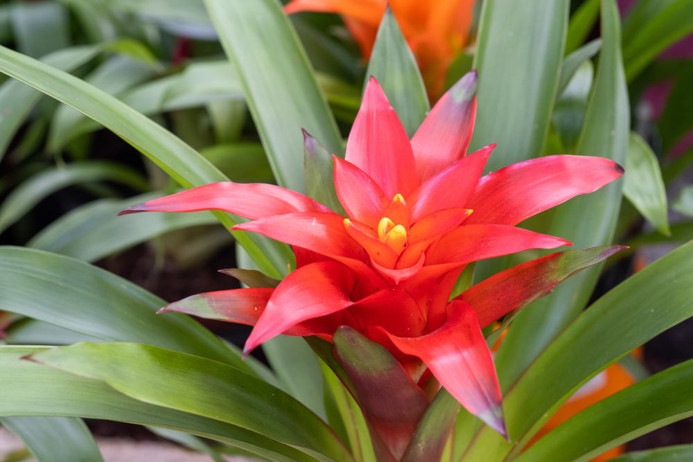 Come si coltiva la guzmania: 7 consigli utili