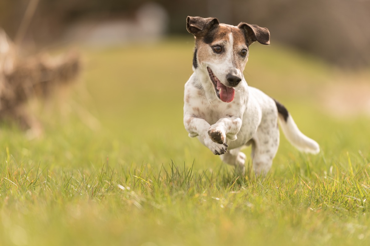 Cani piccola taglia a pelo corto: le 7 razze più famose