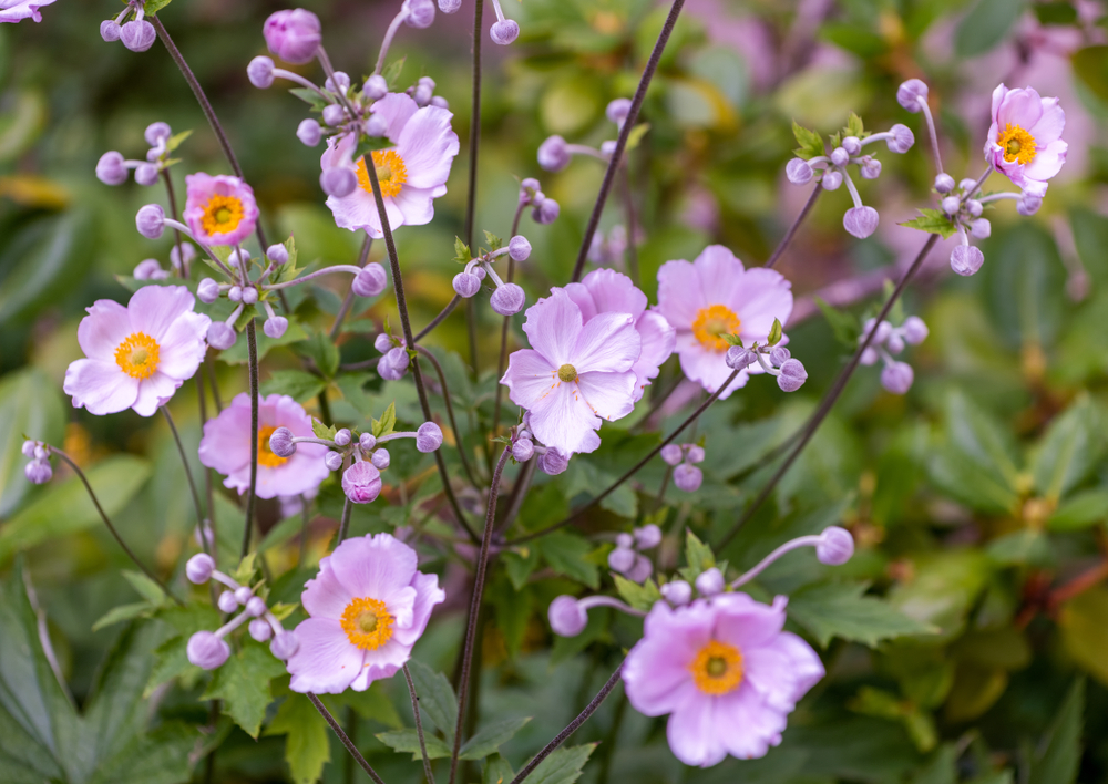 fiori-autunnali-nomi-anemone.jpg