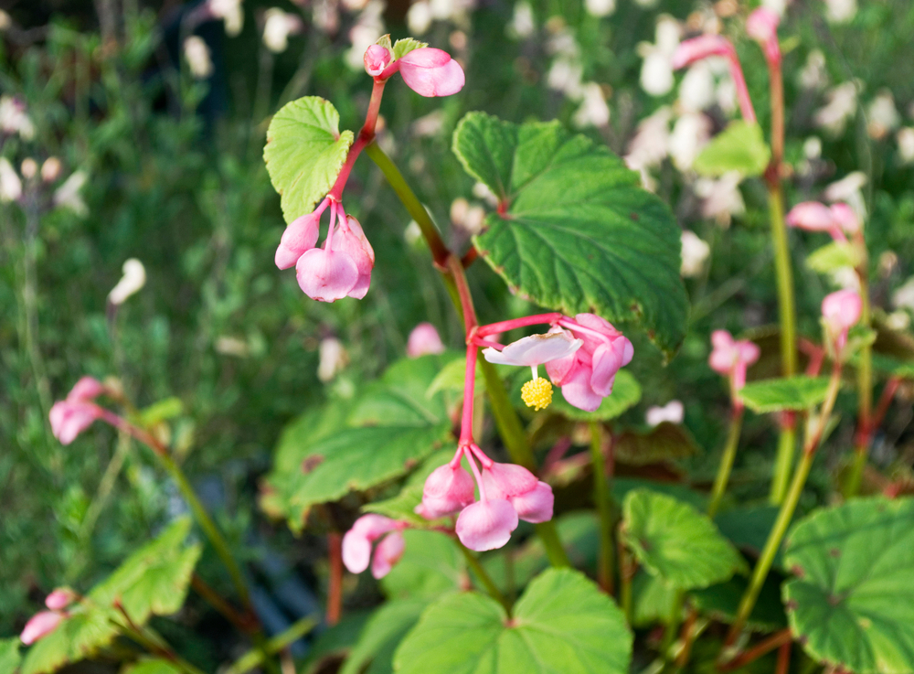 fiori-autunnali-nomi-begonia-evansiana.jpg