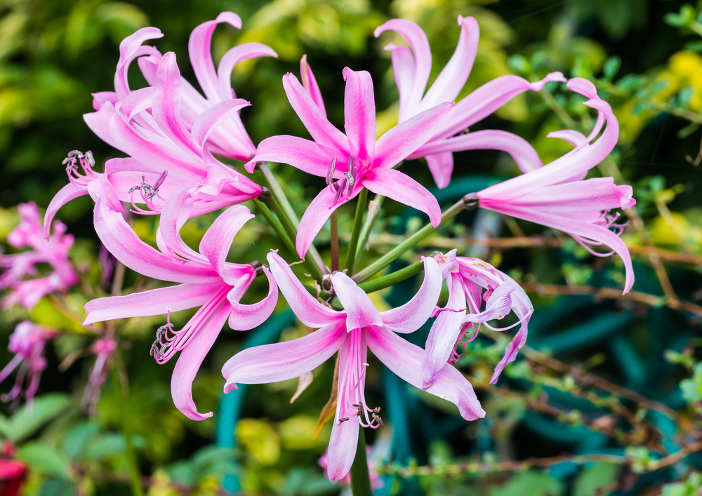 fiori-autunnali-nomi-nerine.jpg