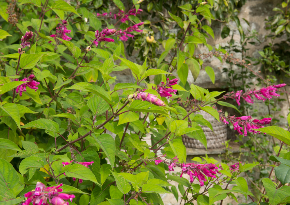 fiori-autunnali-nomi-salvia-involucrata.jpg