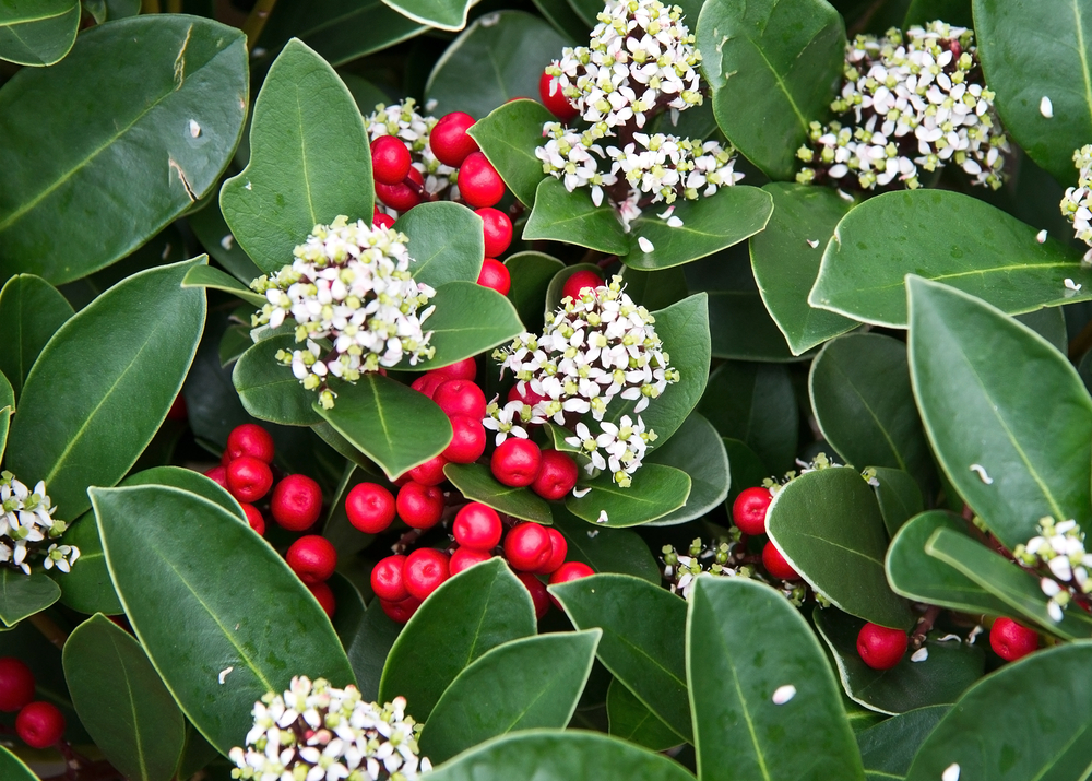 fiori-autunnali-nomi-skimmia-japonica.jpg