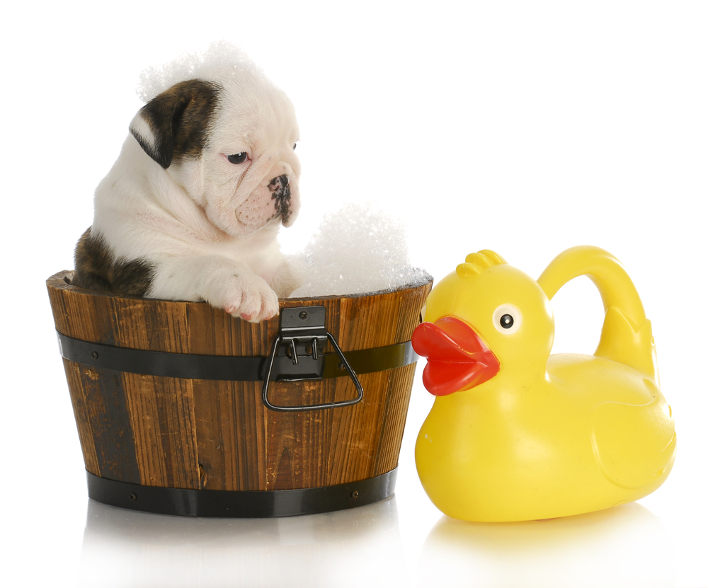 Lavare un cucciolo di cane: quando e come farlo