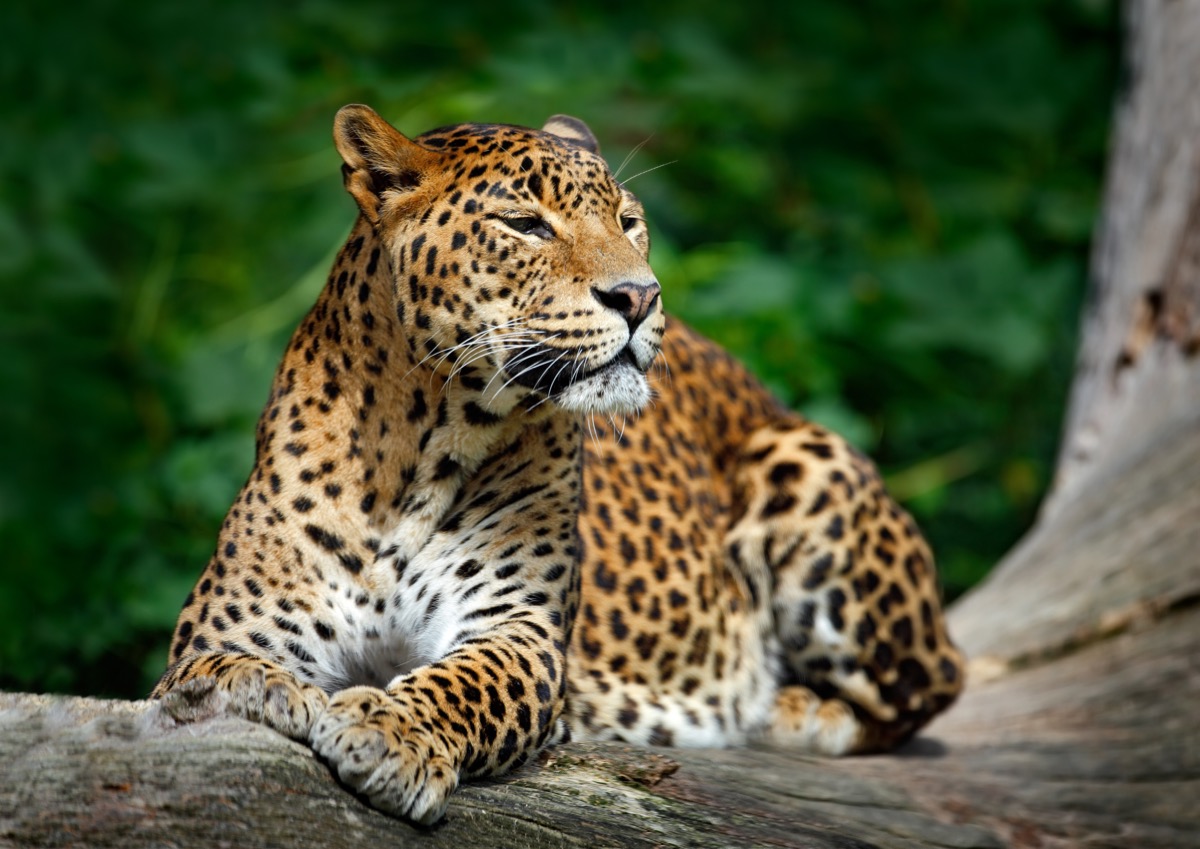 Animali che non vivono in branco: la top 5 dei più solitari del mondo