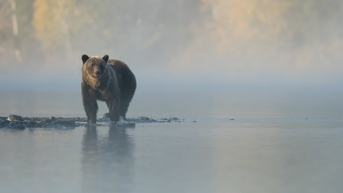 Sognare un orso: cosa significa se è docile o aggressivo nel sogno