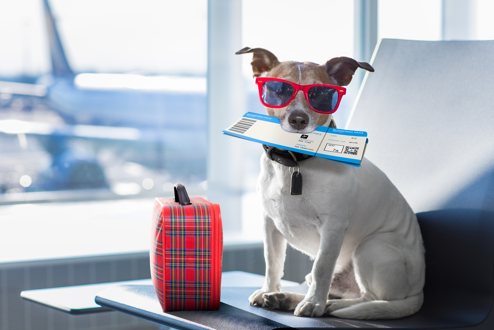 6 cose da mettere in valigia quando si viaggia con un cane
