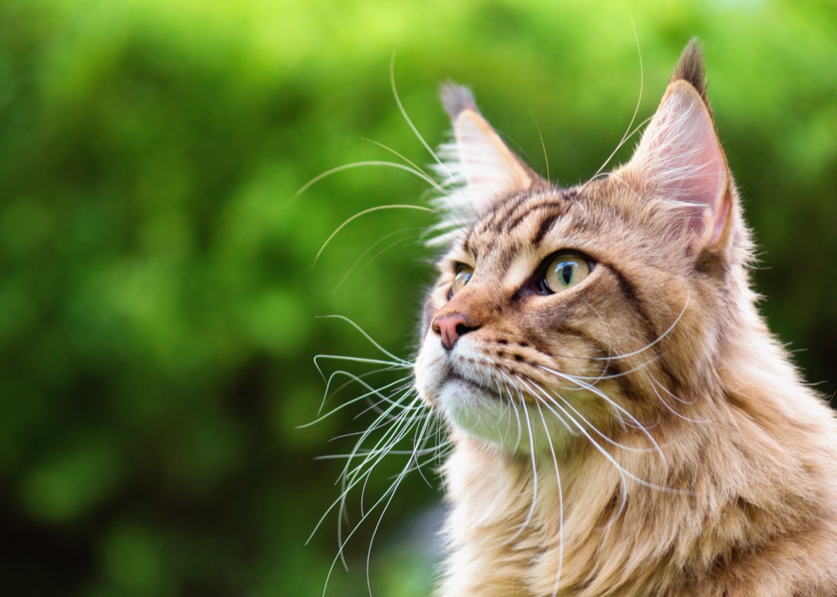 Le razze di gatti più grandi del mondo da conoscere