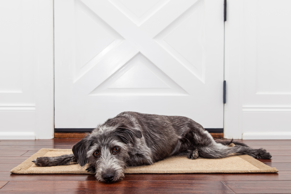 Come aggiustare una porta mangiata dal cane
