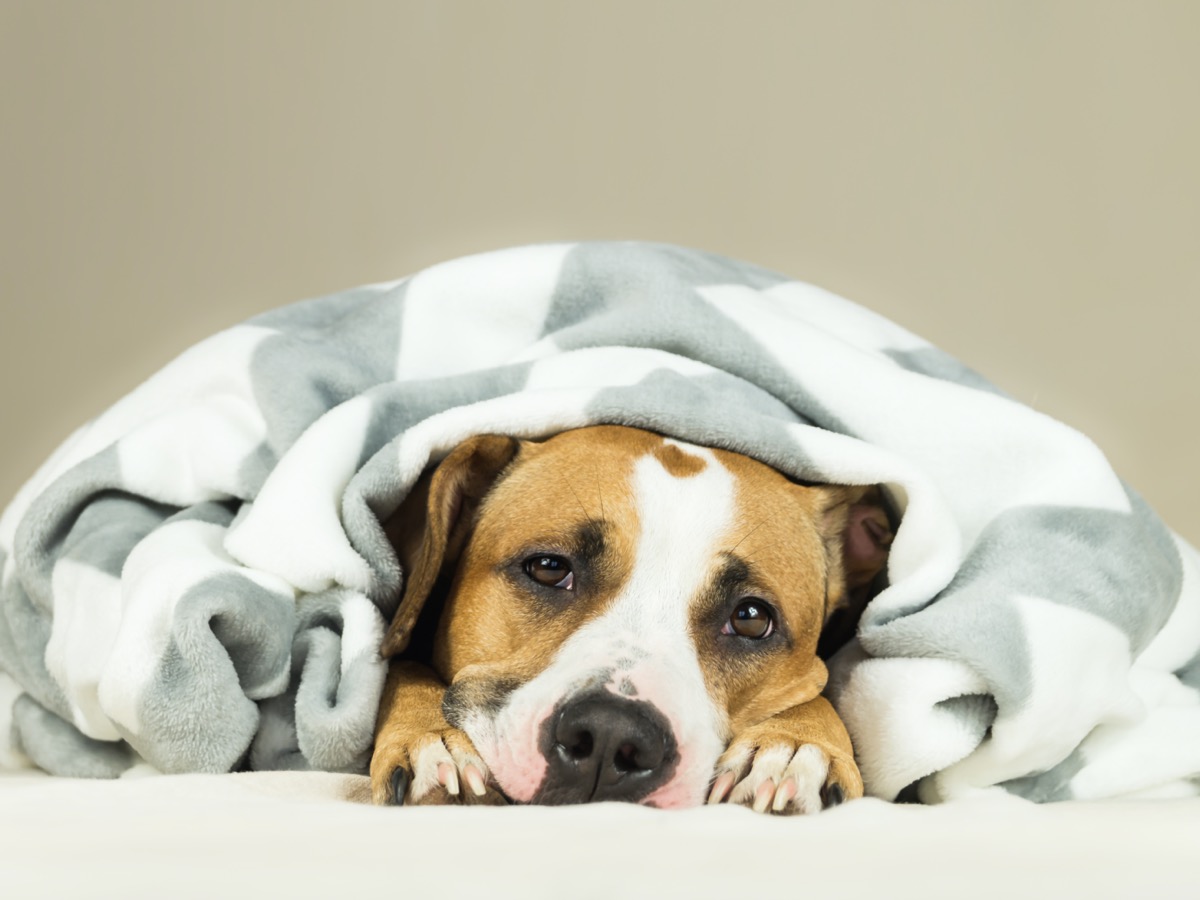 Cane con diarrea: i rimedi naturali e quando chiamare il veterinario