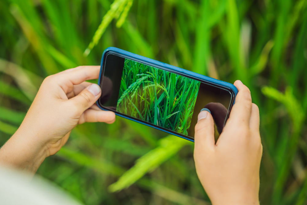 App per riconoscere le piante: 2 soluzioni semplici e funzionali