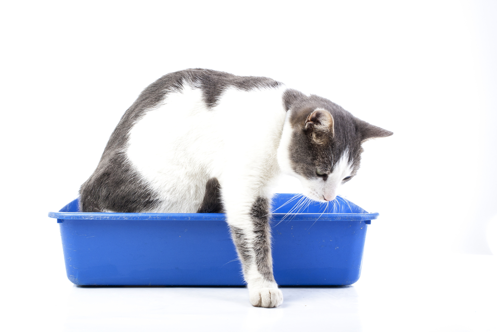 Come togliere l’odore della pipì del gatto dal pavimento