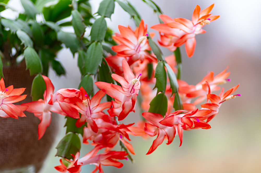 Cactus di Natale: come far rifiorire la Schlumbergera
