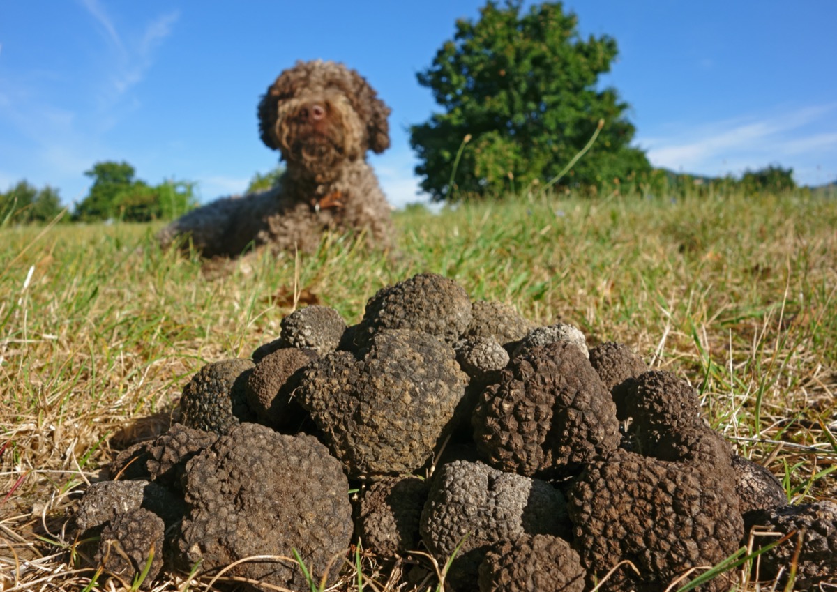 Cani da Tartufo: le razze da conoscere